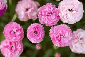 تصویر 1 از خرید عرق میخک  + قیمت استثنایی